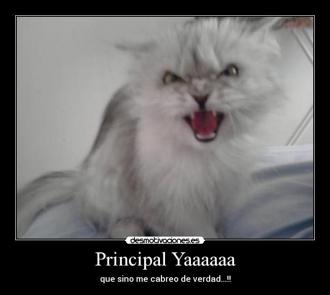 Principal Yaaaaaa - 