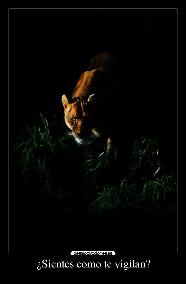 ¿Sientes como te vigilan? - 