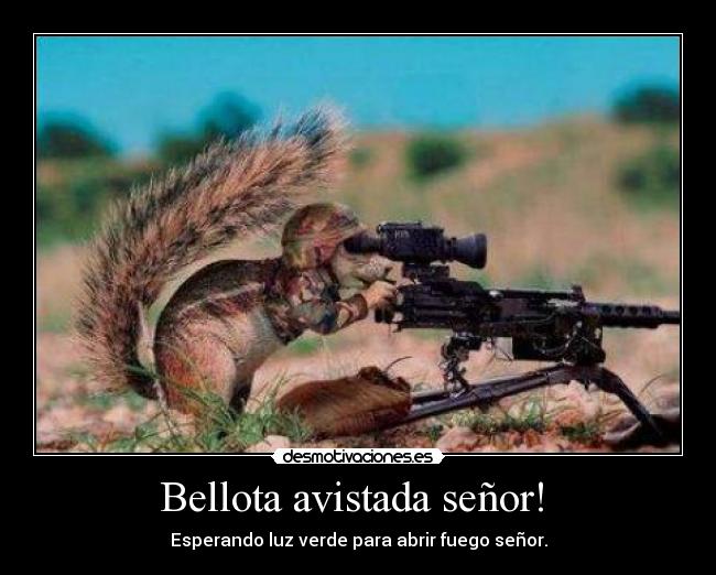 Bellota avistada señor!  - 