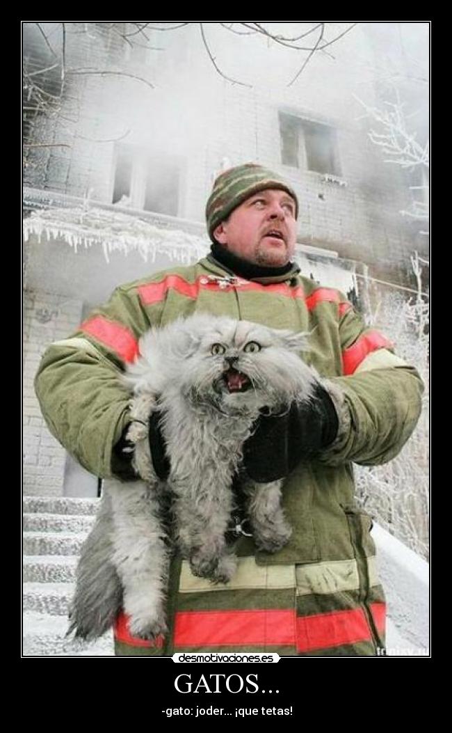 GATOS... -