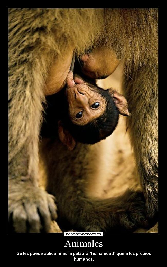 Animales - Se les puede aplicar mas la palabra humanidad que a los propios humanos.