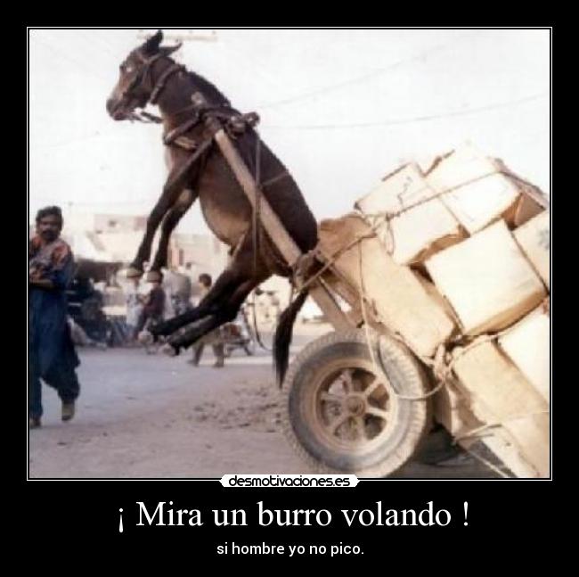 ¡ Mira un burro volando ! -