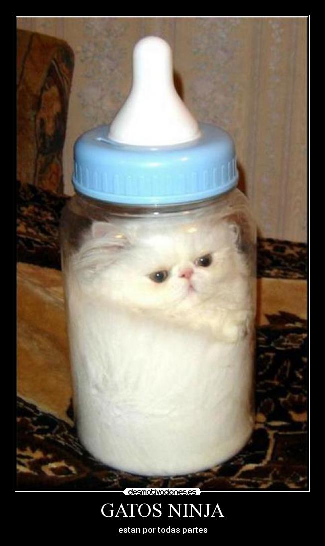 GATOS NINJA - 