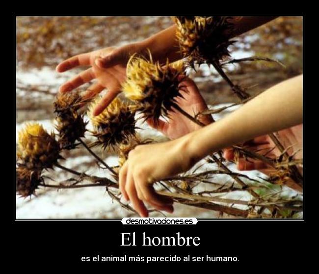 El hombre - es el animal más parecido al ser humano.
