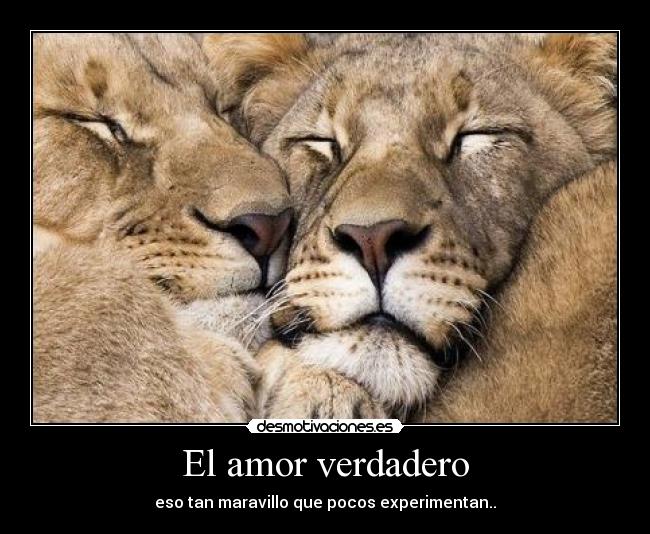 El amor verdadero - 