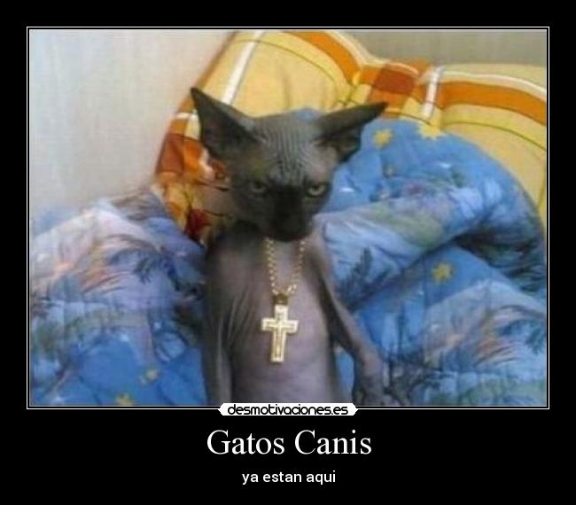 Gatos Canis - ya estan aqui