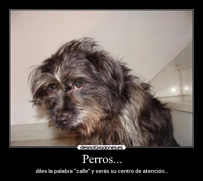 Perros... -
