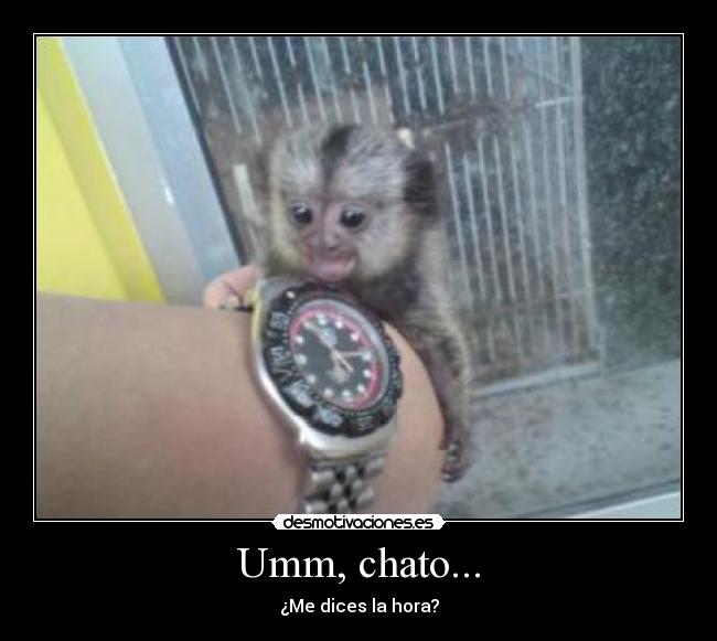 carteles mono titi hora desmotivaciones