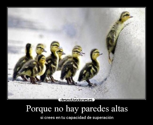 Porque no hay paredes altas -