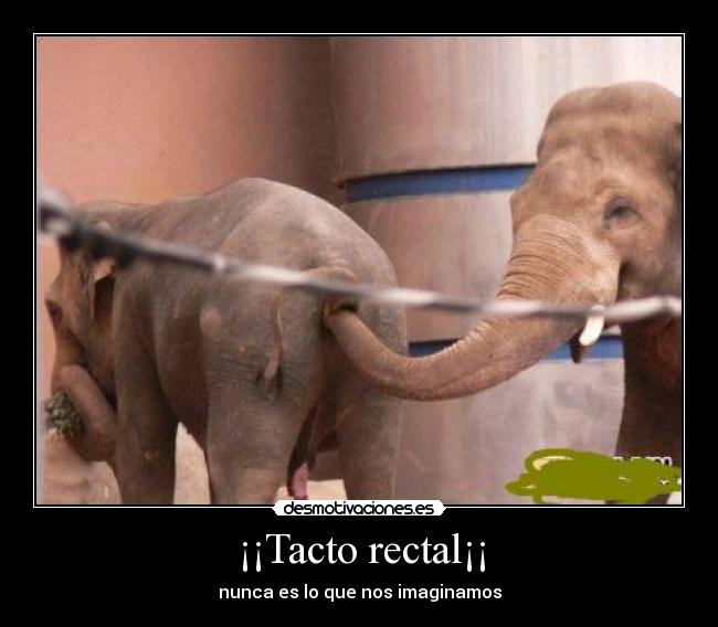 ¡¡Tacto rectal¡¡ -