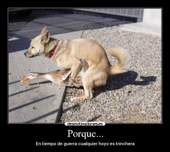 Porque... -
