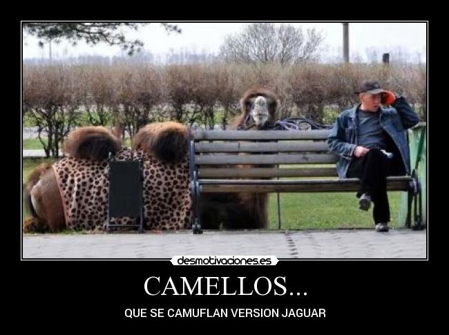 CAMELLOS... -