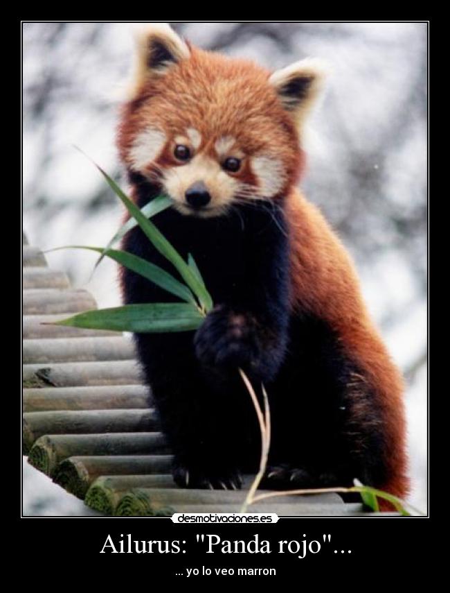 Ailurus: Panda rojo... - 