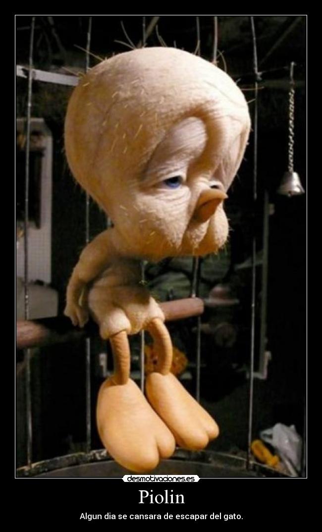 Piolin - Algun dia se cansara de escapar del gato.