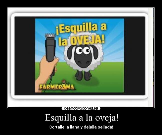 Esquilla a la oveja! - Cortalle la llana y dejalla pellada!