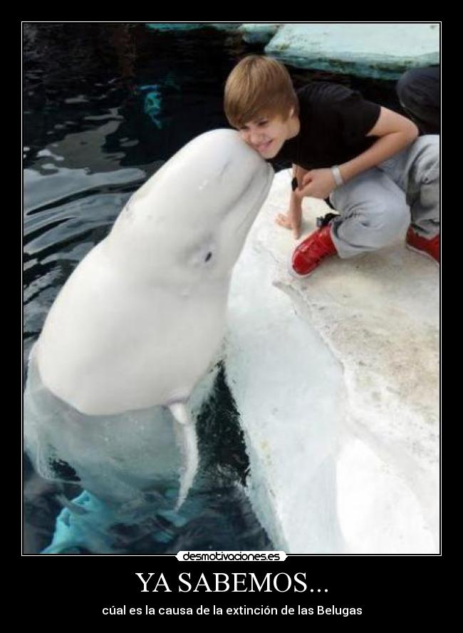 YA SABEMOS... - cúal es la causa de la extinción de las Belugas