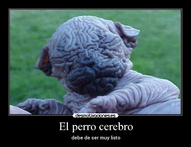 El perro cerebro - debe de ser muy listo