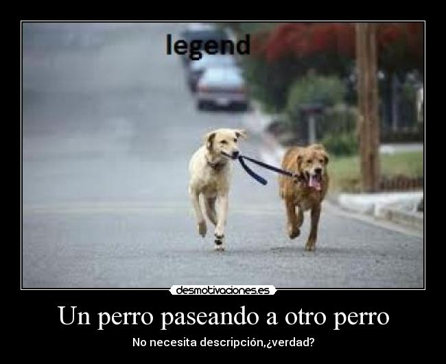 Un perro paseando a otro perro - No necesita descripción,¿verdad?