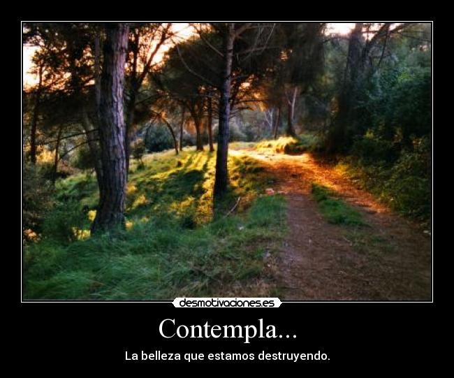 Contempla... - 