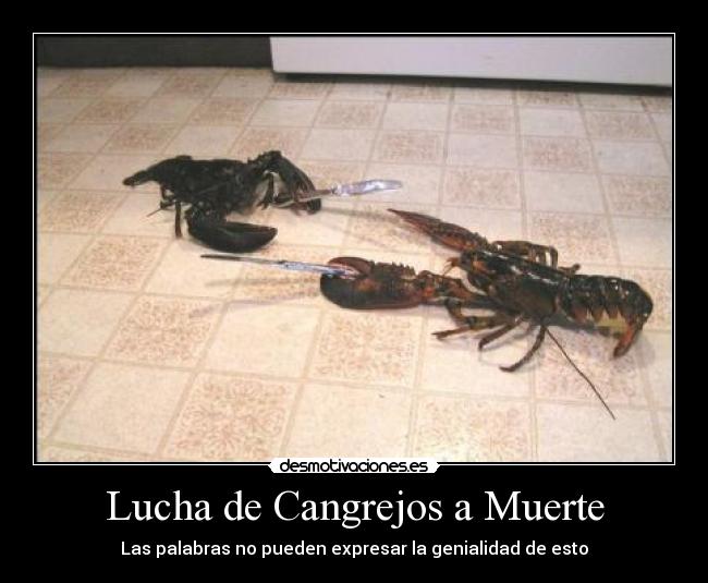 Lucha de Cangrejos a Muerte - Las palabras no pueden expresar la genialidad de esto