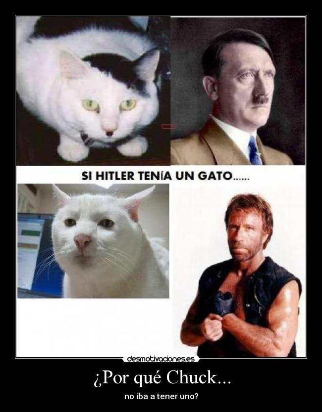 carteles gato desmotivaciones