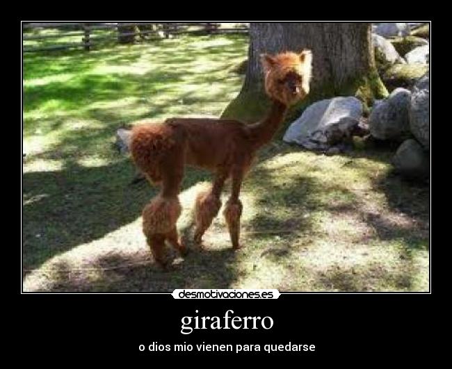 giraferro - o dios mio vienen para quedarse