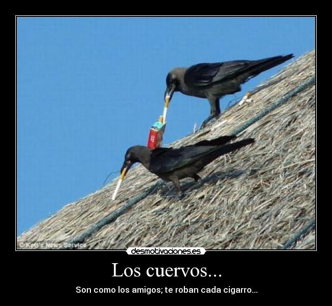 Los cuervos... - Son como los amigos; te roban cada cigarro...