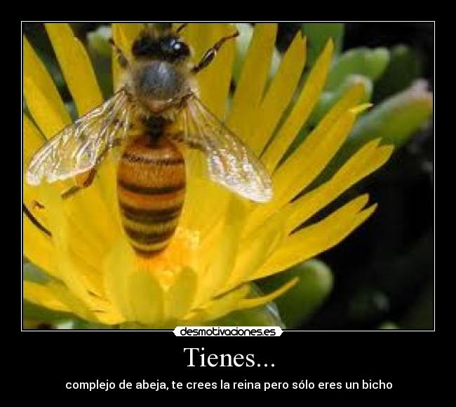 Tienes... - complejo de abeja, te crees la reina pero sólo eres un bicho