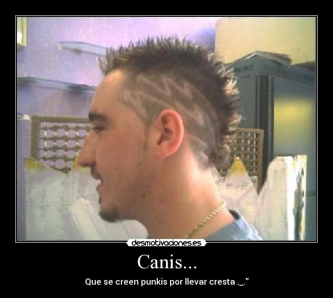Canis... - Que se creen punkis por llevar cresta ._.