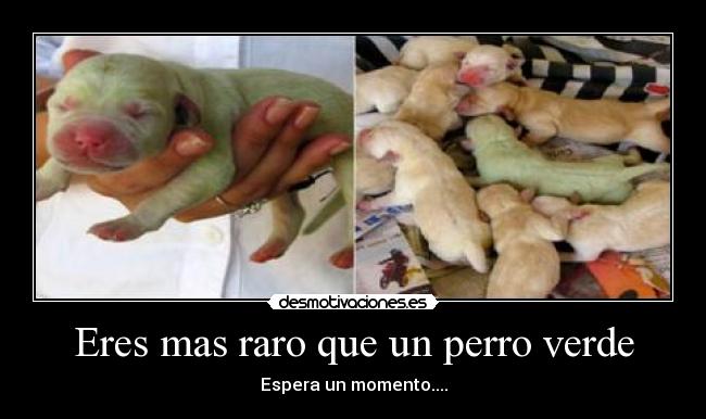 Eres mas raro que un perro verde -