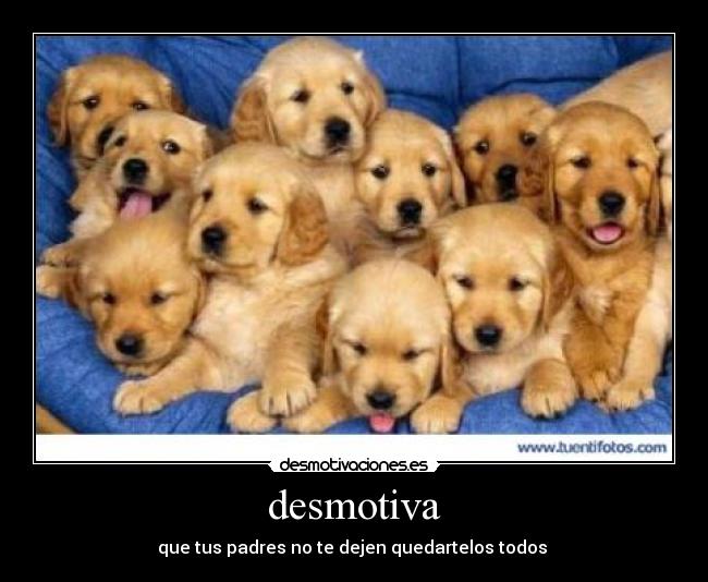 carteles perritos desmotivaciones