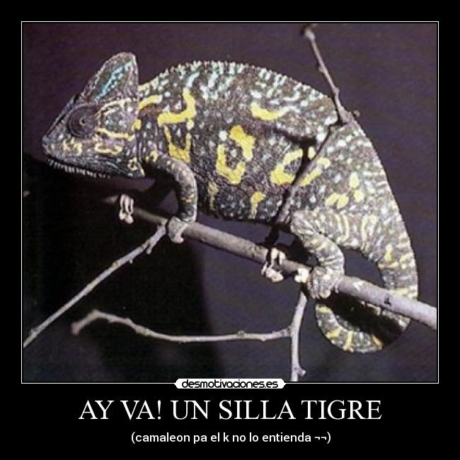 AY VA! UN SILLA TIGRE -