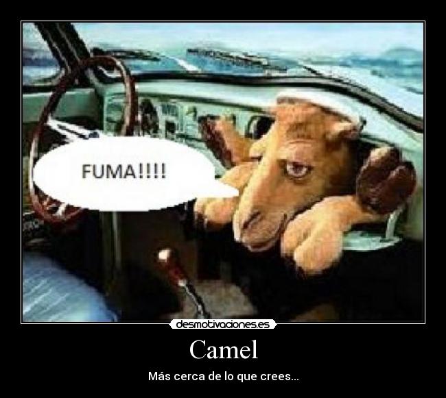 Camel - Más cerca de lo que crees...