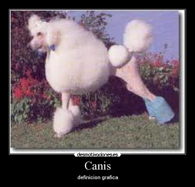 Canis - 