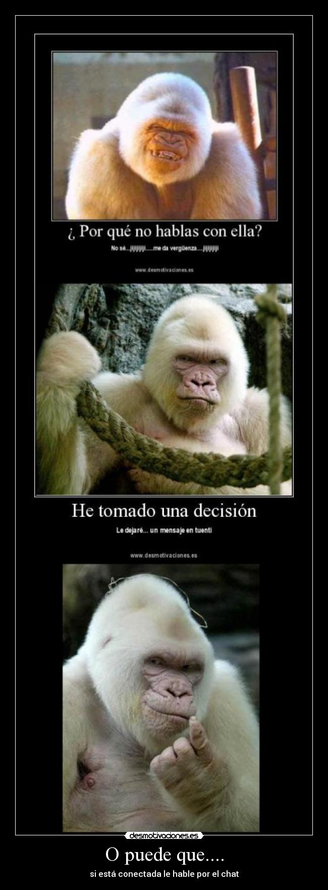 carteles gorila albino desmotivaciones