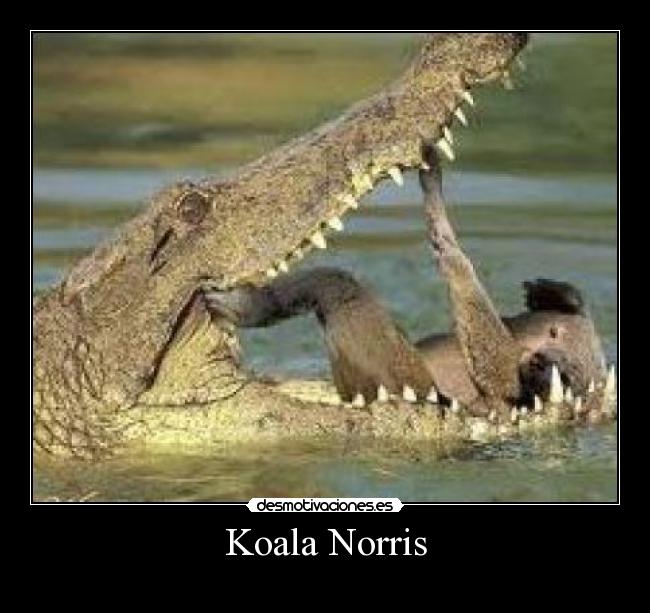 Koala Norris -