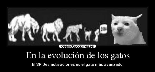 carteles gatos lol desmotivaciones