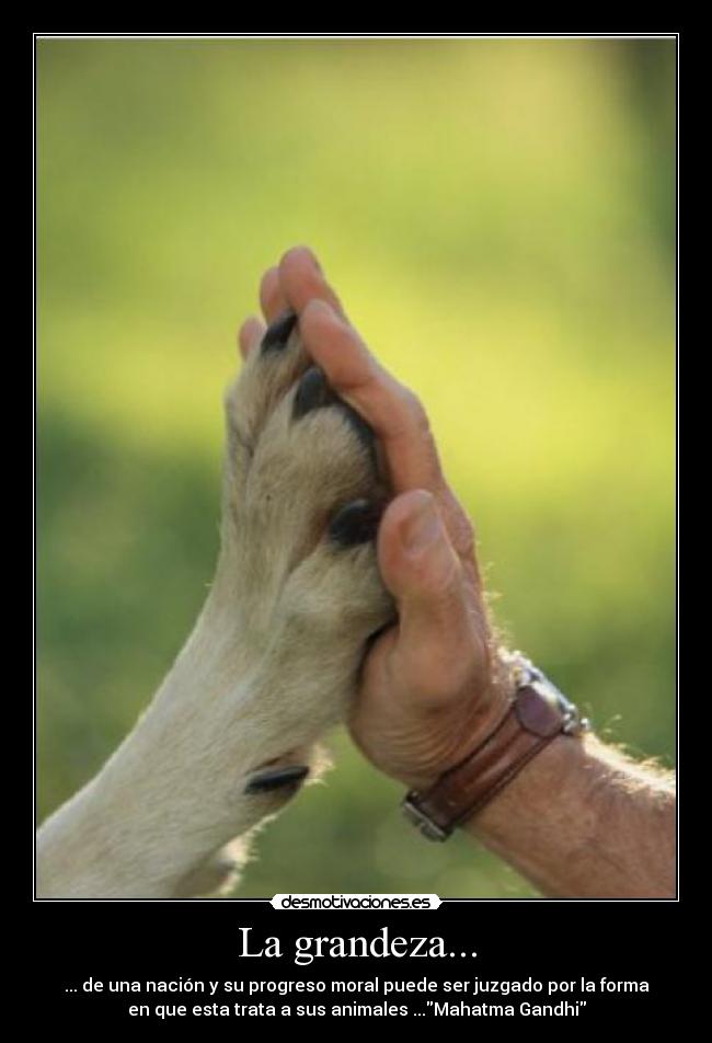 La grandeza... - ... de una nación y su progreso moral puede ser juzgado por la forma
en que esta trata a sus animales ...Mahatma Gandhi
