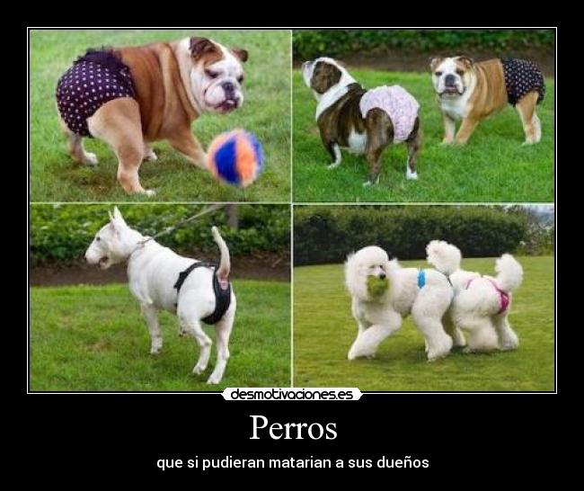 Perros -