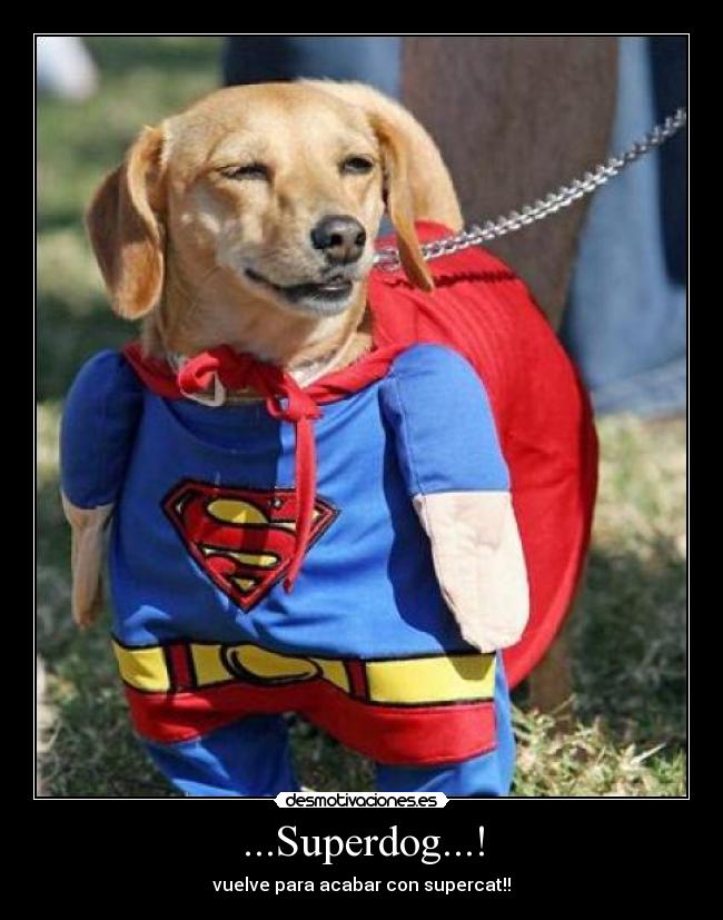 ...Superdog...! - vuelve para acabar con supercat!!