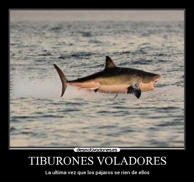 TIBURONES VOLADORES - 