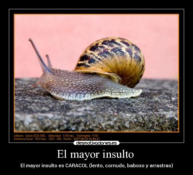 El mayor insulto  - 