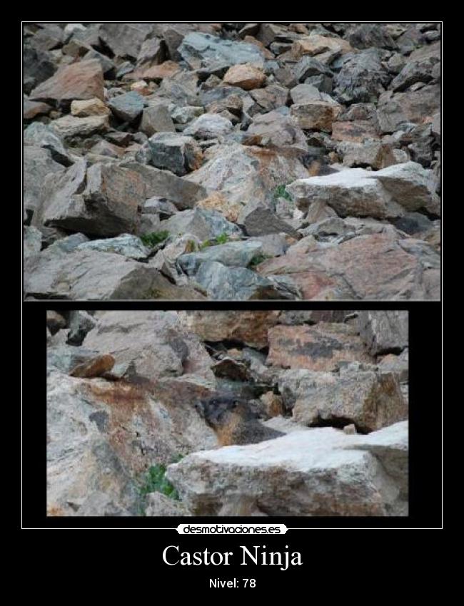 carteles castor ninja desmotivaciones