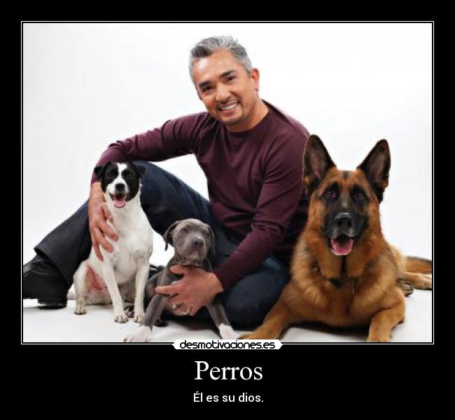 Perros -