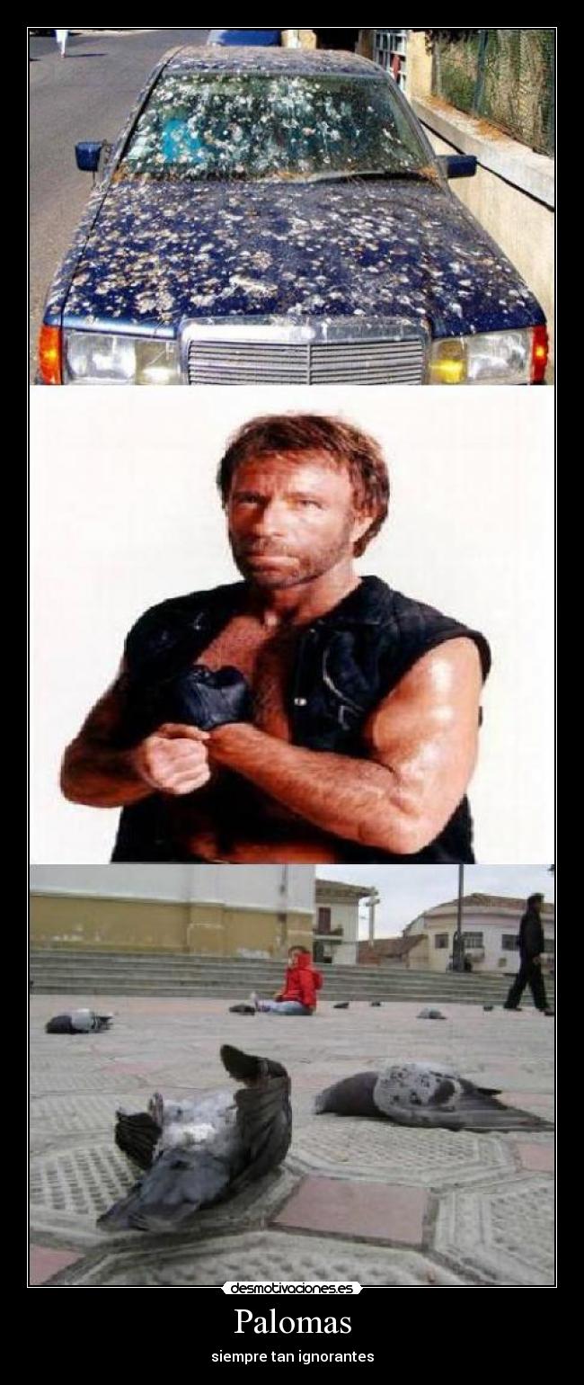 Palomas - siempre tan ignorantes