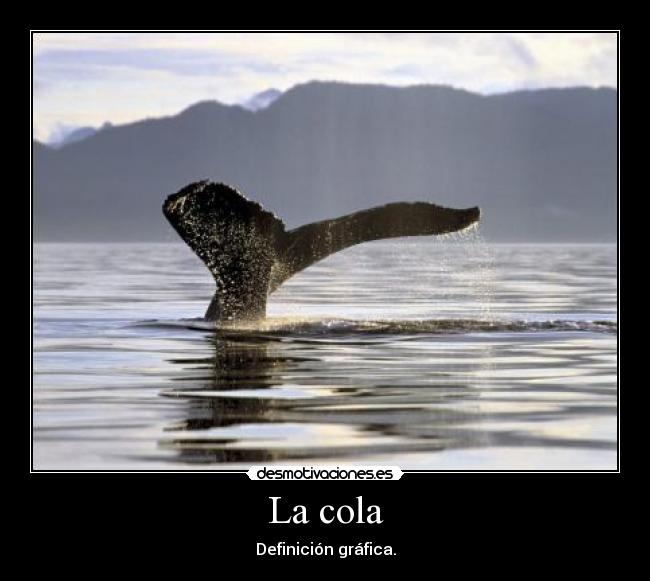 La cola -