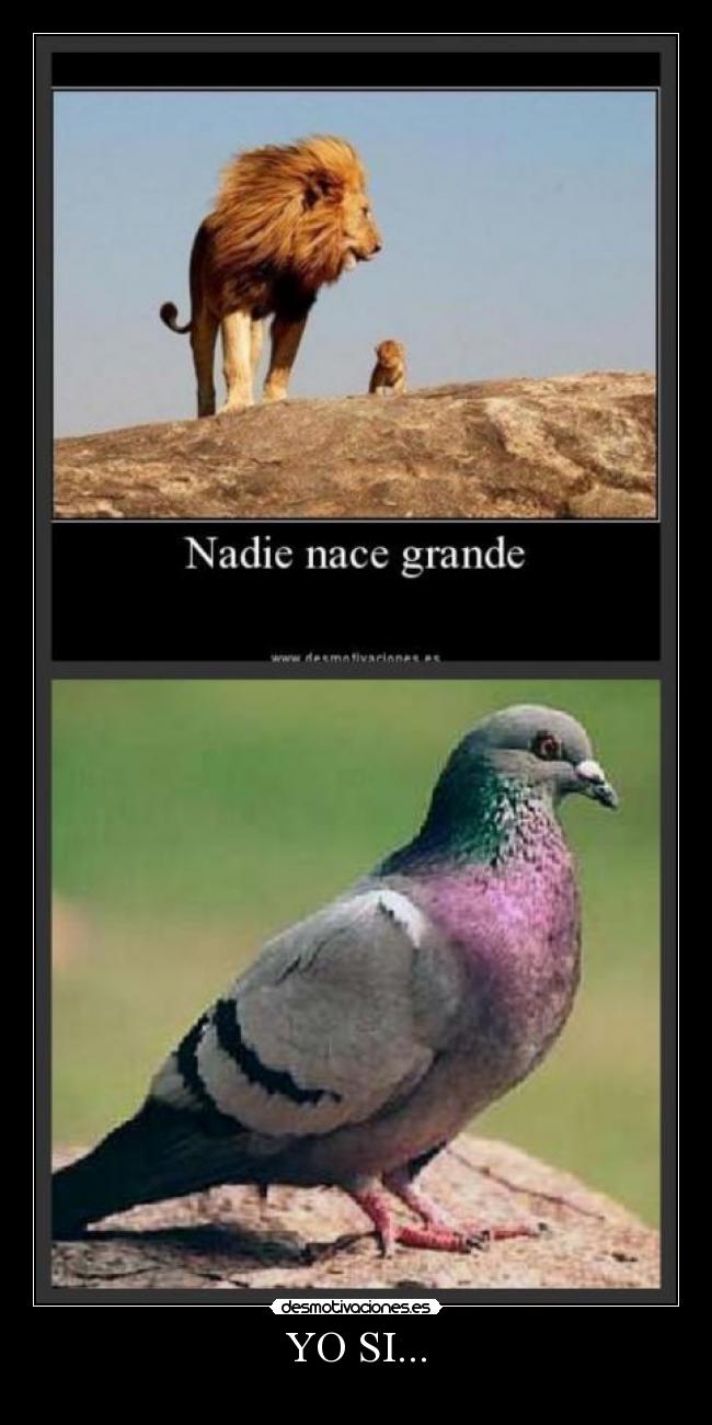 YO SI... - 