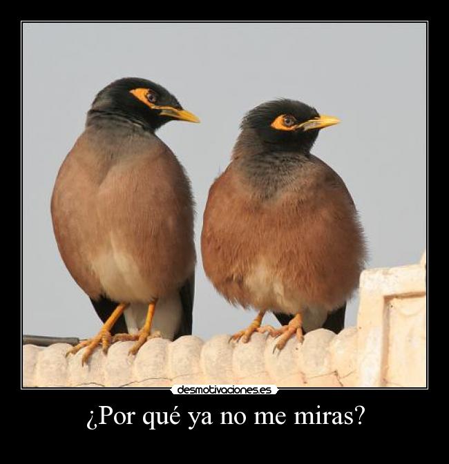 carteles pajaros desmotivaciones