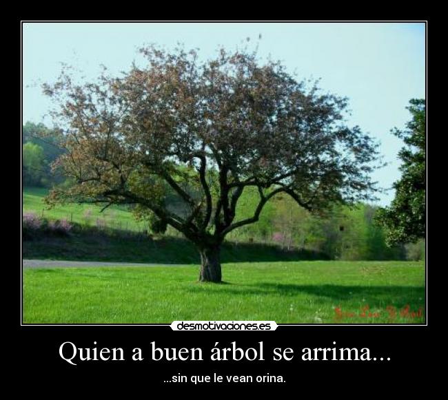 carteles arbol mear refran desmotivaciones