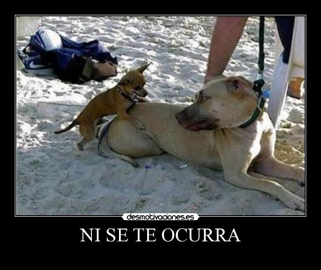 carteles perros malas ideas robywan desmotivaciones